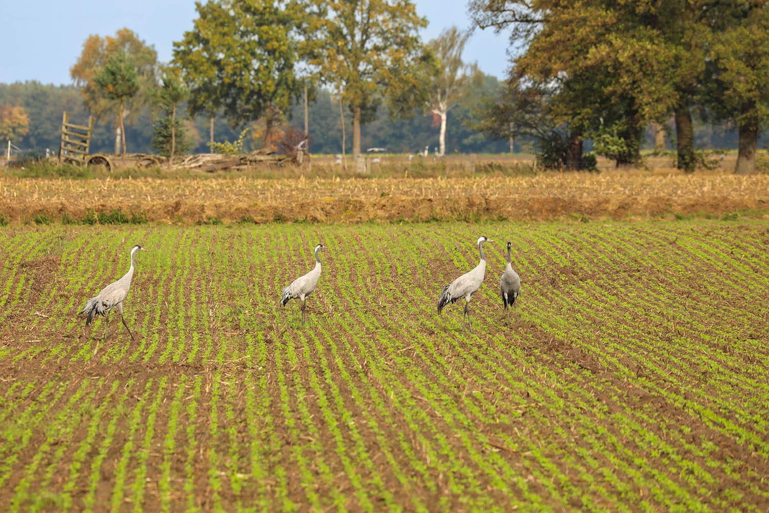 05.Kraanvogel