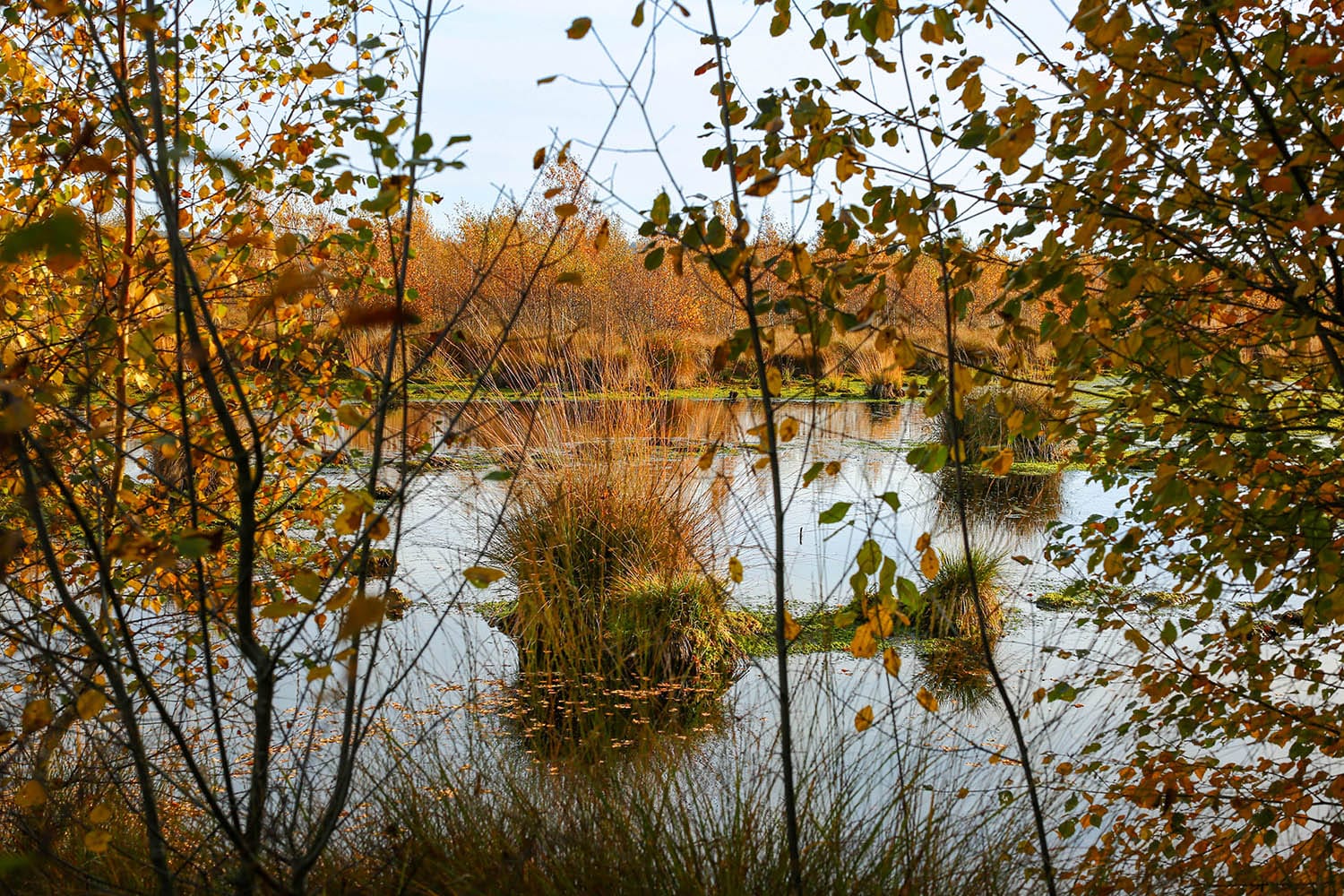 09.Natuurpark Dummer