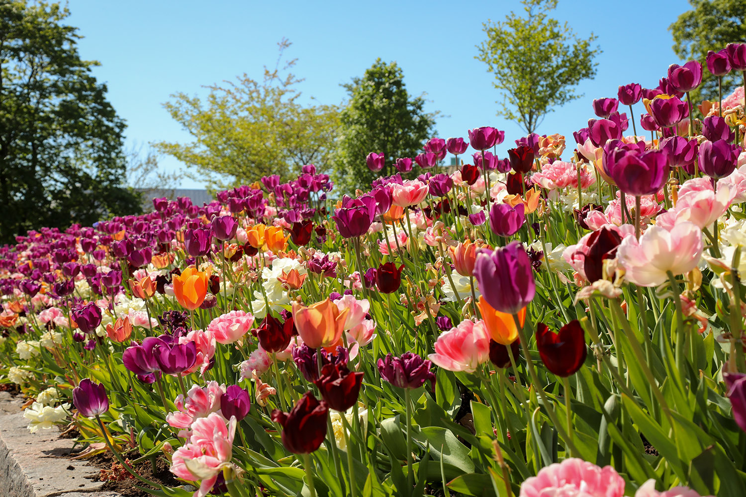 CR2025 017 Falkenberg