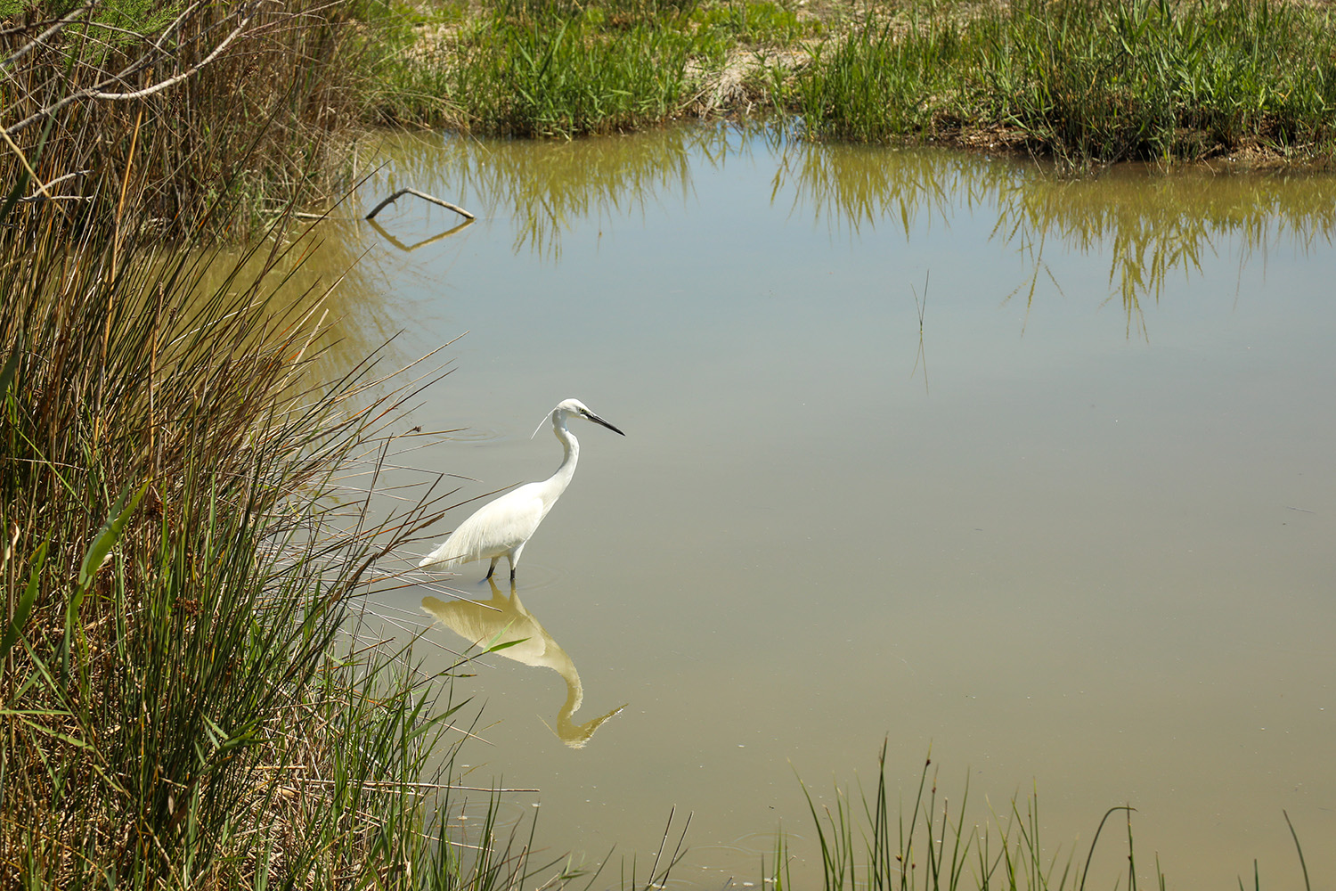 Mall2026 054 Albufera